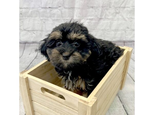 Goldendoodle Mini 2nd Gen-DOG-Female-Black White / Tan-15353-Petland Grove City & Columbus, Ohio