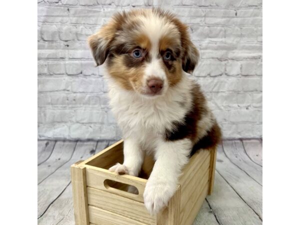 Miniature Australian Shepherd-DOG-Female-Red Merle-15352-Petland Grove City