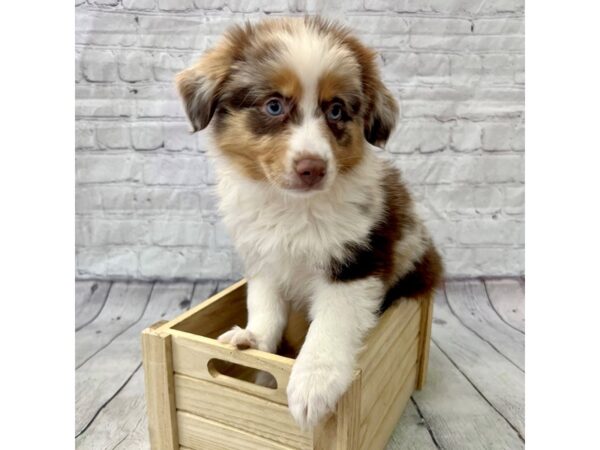 Miniature Australian Shepherd DOG Female Red Merle 15352 Petland Grove City & Columbus, Ohio