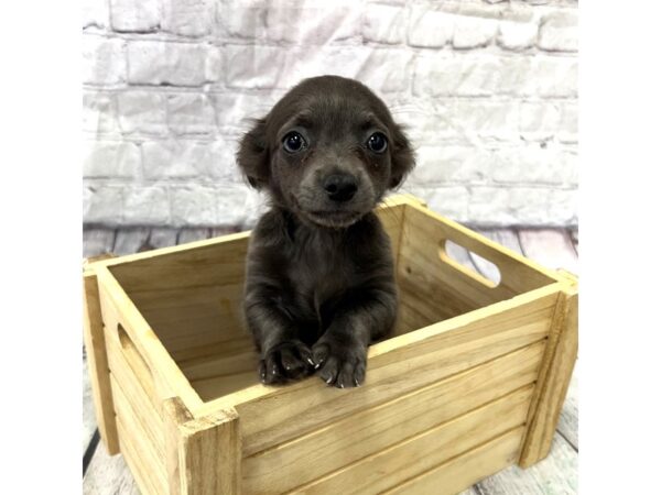 Chihuahua DOG Male Blue 15369 Petland Grove City & Columbus, Ohio