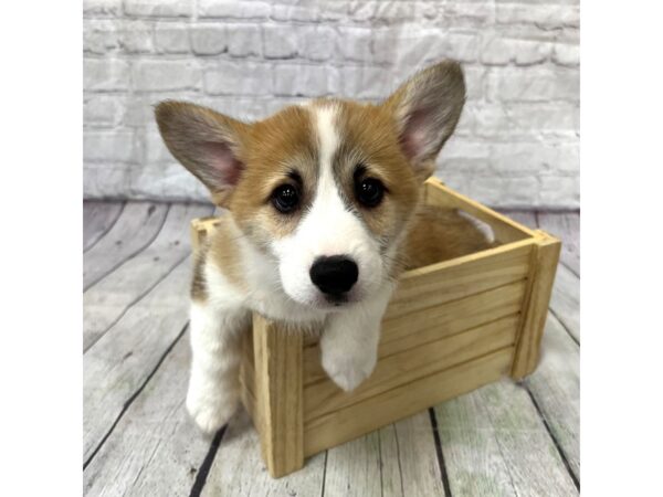 Pembroke Welsh Corgi-DOG-Male-Red / White-15368-Petland Grove City