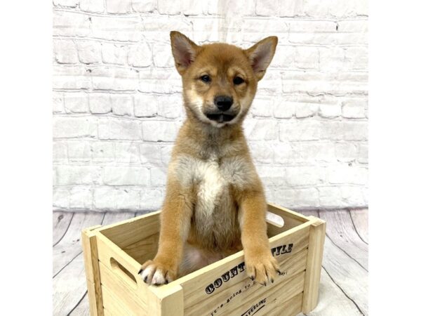 Shiba Inu DOG Female Red Sesame 15367 Petland Grove City & Columbus, Ohio