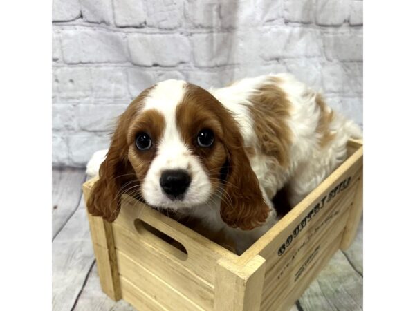 Cavalier King Charles Spaniel DOG Male Blenheim 15365 Petland Grove City & Columbus, Ohio