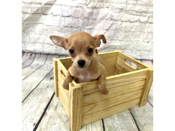 Chihuahua DOG Male Blue Fawn 15364 Petland Grove City & Columbus, Ohio