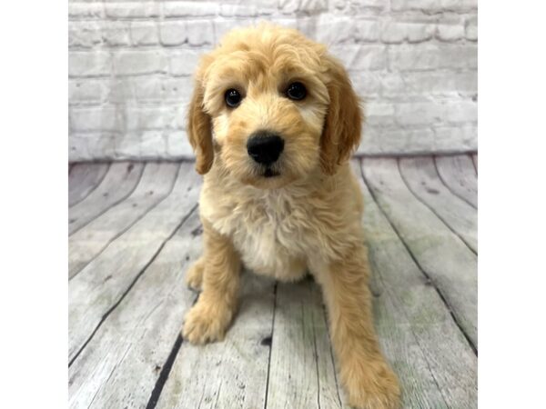 Goldendoodle DOG Male Golden 15363 Petland Grove City & Columbus, Ohio