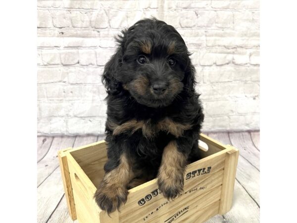 Aussiepoo-DOG-Female-Black / White-15362-Petland Grove City & Columbus, Ohio