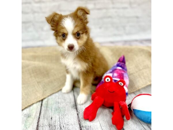 Toy Australian Shepherd DOG Female Red Tan / White 15355 Petland Grove City & Columbus, Ohio