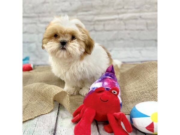 Shih Tzu-DOG-Male-Red / White-15350-Petland Grove City & Columbus, Ohio