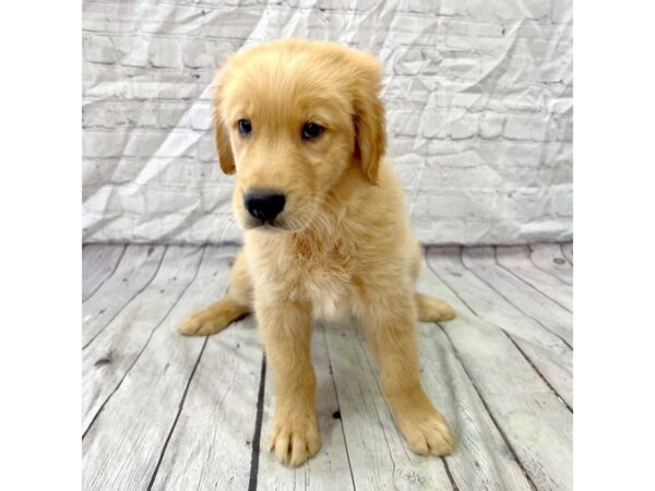 Golden Retriever DOG Male Golden 15381 Petland Grove City