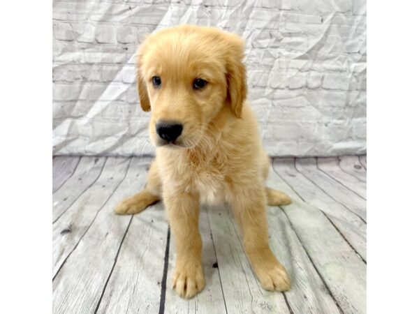 Golden Retriever DOG Male Golden 15381 Petland Grove City & Columbus, Ohio