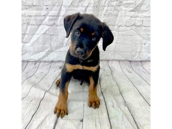 Rottweiler-DOG-Male--15379-Petland Grove City