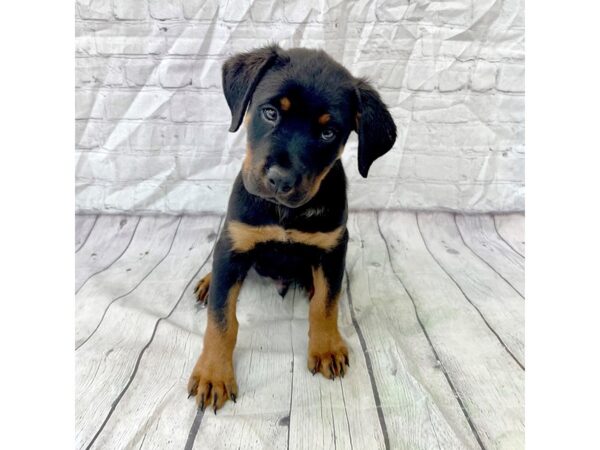 Rottweiler DOG Male 15379 Petland Grove City & Columbus, Ohio