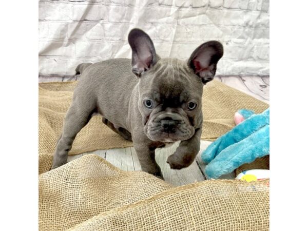 Frenchton-DOG-Male-Blue-15378-Petland Grove City & Columbus, Ohio