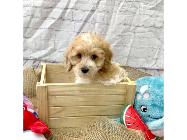 Cavapoo DOG Male Red / White 15377 Petland Grove City & Columbus, Ohio