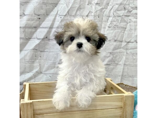 Havanese DOG Female Tri-Colored 15376 Petland Grove City