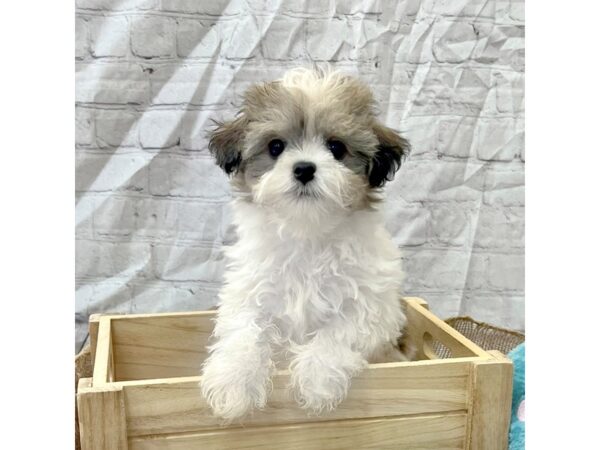 Havanese DOG Female Tri-Colored 15376 Petland Grove City & Columbus, Ohio