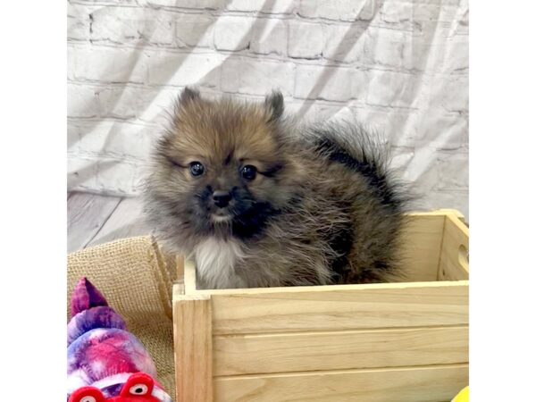 Pomeranian DOG Female Red Sable 15375 Petland Grove City & Columbus, Ohio