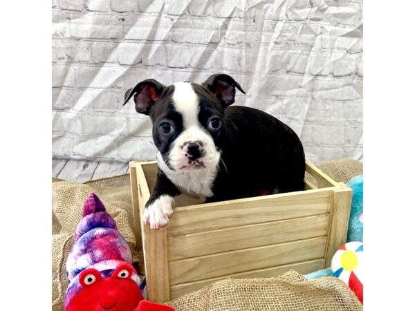 Boston Terrier DOG Male Black / White 15374 Petland Grove City & Columbus, Ohio