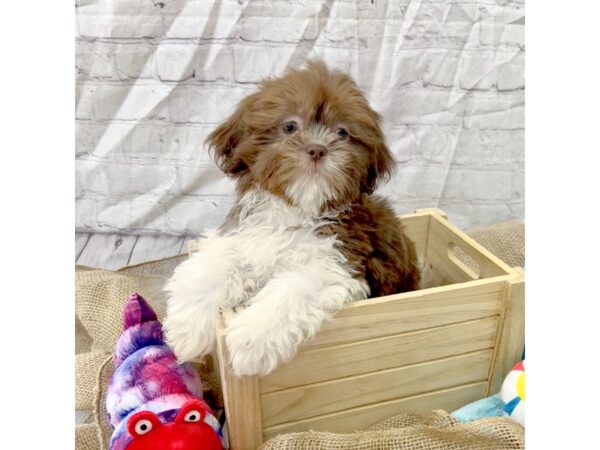 Shih Tzu-DOG-Male-Liver / White-15373-Petland Grove City & Columbus, Ohio