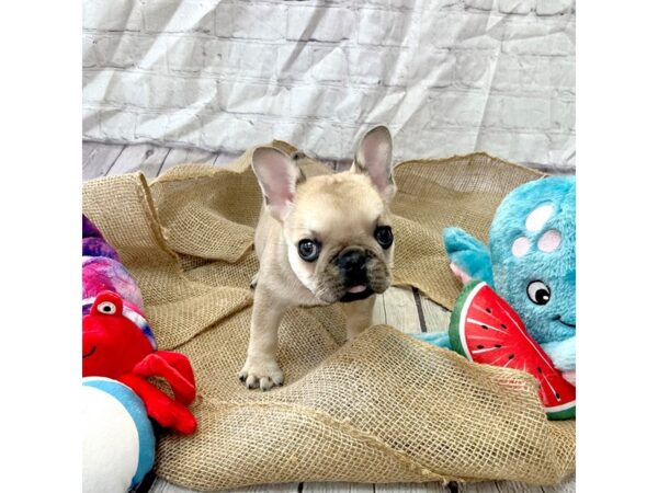 French Bulldog-DOG-Male-Fawn-15372-Petland Grove City & Columbus, Ohio
