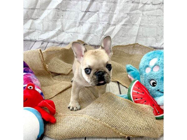 French Bulldog DOG Male Fawn 15372 Petland Grove City & Columbus, Ohio