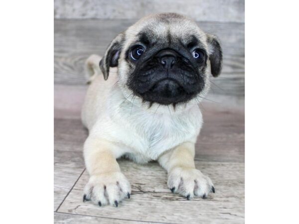 Pug DOG Female Fawn 15382 Petland Grove City & Columbus, Ohio