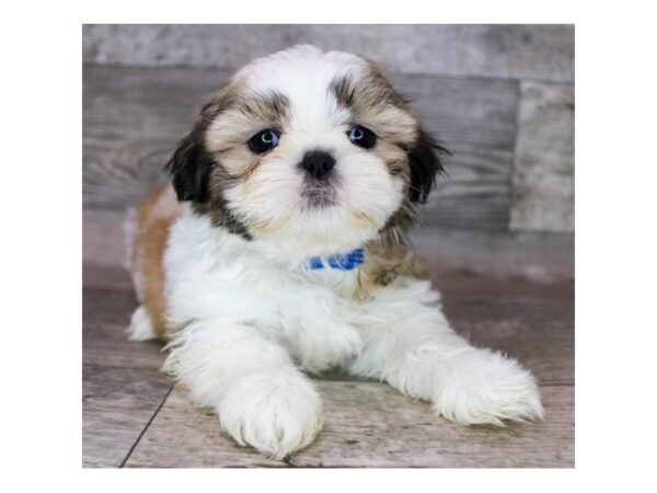 Shih Tzu DOG Male Gold / White 15392 Petland Grove City & Columbus, Ohio