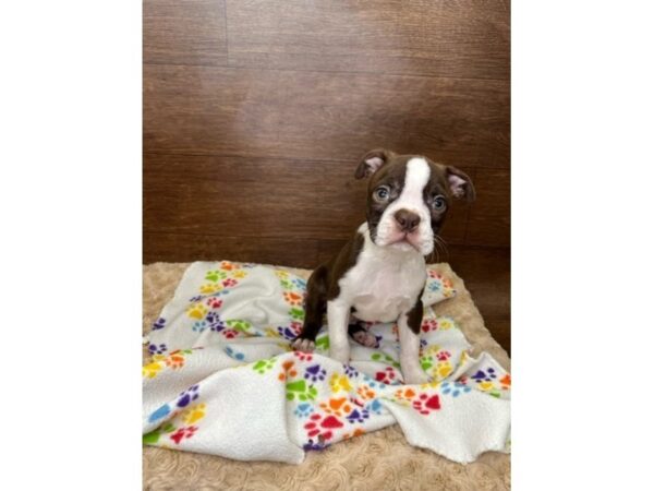 Boston Terrier-DOG-Male-Seal / White-15398-Petland Grove City & Columbus, Ohio