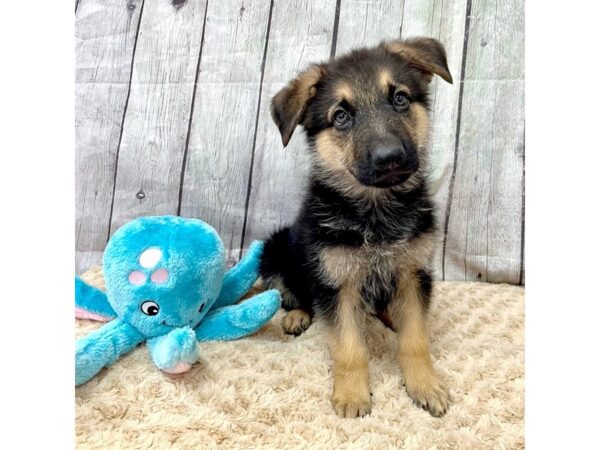 German Shepherd Dog DOG Male Black / Tan 15397 Petland Grove City & Columbus, Ohio