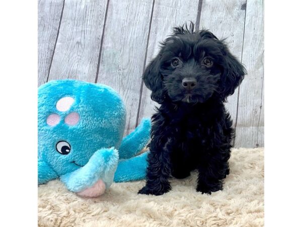 Yorkiepoo DOG Male Black 15395 Petland Grove City & Columbus, Ohio