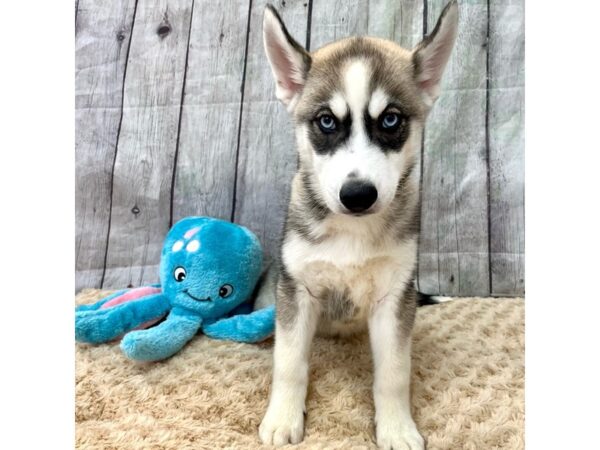 Siberian Husky DOG Male Gray / White 15393 Petland Grove City & Columbus, Ohio