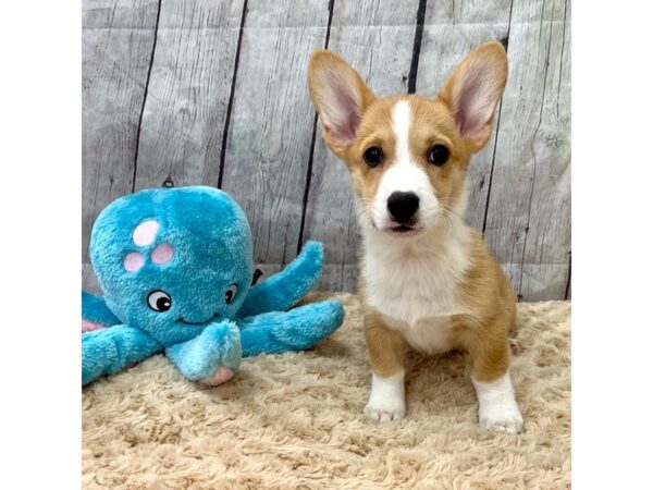 Pembroke Welsh Corgi DOG Female Red / White 15391 Petland Grove City & Columbus, Ohio