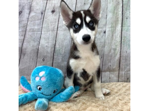 Siberian Husky DOG Female Black / White 15390 Petland Grove City & Columbus, Ohio