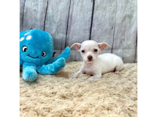 Chihuahua DOG Male Cream 15389 Petland Grove City & Columbus, Ohio