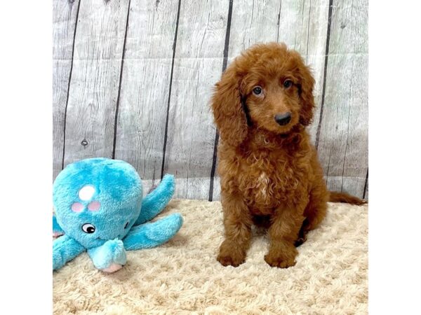 Goldendoodle Mini 2nd Gen DOG Female Red 15387 Petland Grove City & Columbus, Ohio