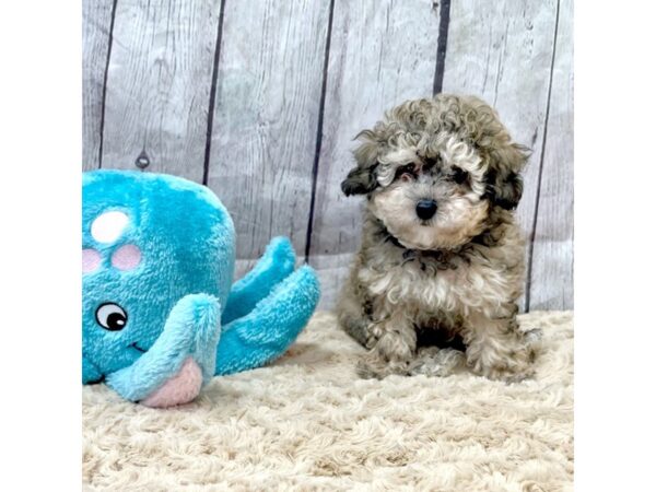 Poodle-DOG-Male-Sable-15386-Petland Grove City & Columbus, Ohio