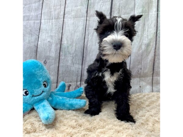 Mini Schnauzer DOG Male Black & White 15385 Petland Grove City & Columbus, Ohio