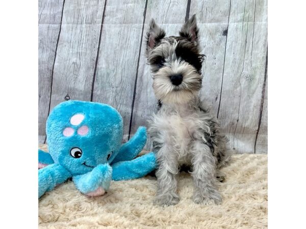 Mini Schnauzer-DOG-Male-Grey & Black-15384-Petland Grove City & Columbus, Ohio