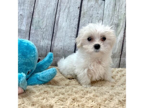 Maltese DOG Male White 15383 Petland Grove City & Columbus, Ohio