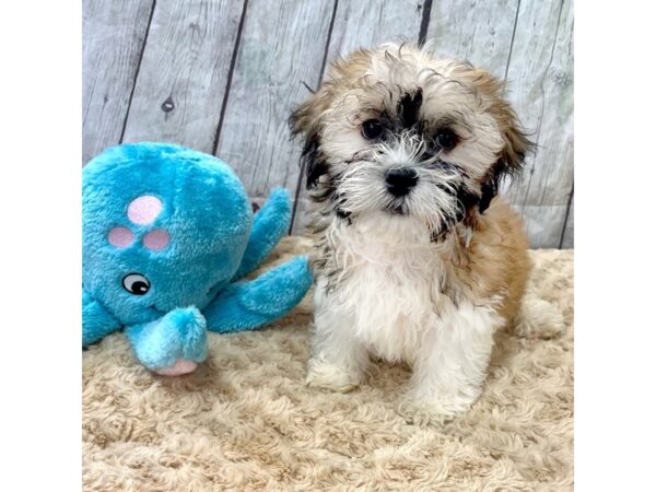 Teddy Bear-DOG-Male--15380-Petland Grove City & Columbus, Ohio