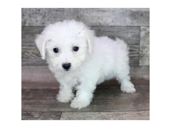 Bichon Frise-DOG-Female-White-15409-Petland Grove City & Columbus, Ohio