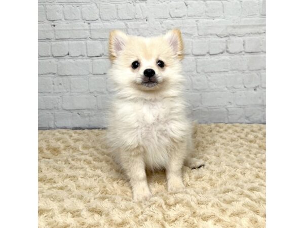 Pomeranian-DOG-Male-Cream-15410-Petland Grove City