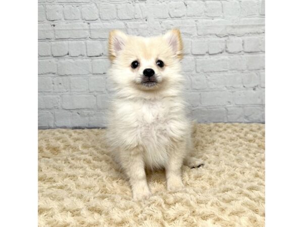 Pomeranian DOG Male Cream 15410 Petland Grove City & Columbus, Ohio