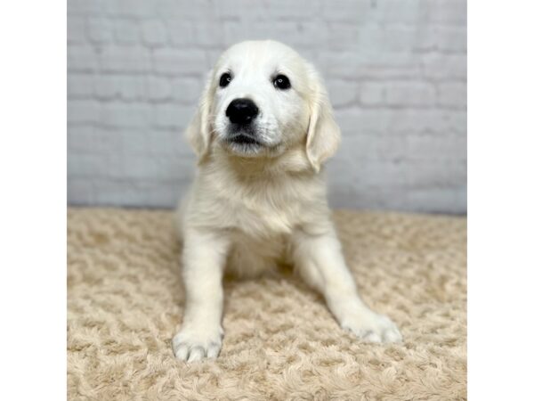 Golden Retriever DOG Male Cream 15407 Petland Grove City & Columbus, Ohio