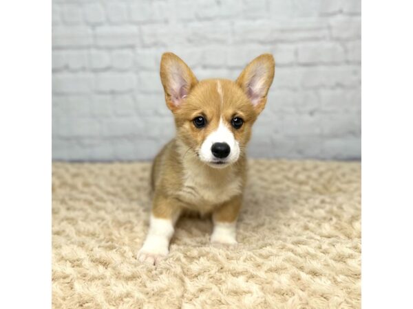 Pembroke Welsh Corgi DOG Female Red / White 15405 Petland Grove City & Columbus, Ohio