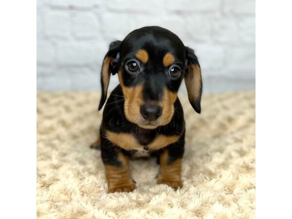 Dachshund DOG Male Black / Tan 15401 Petland Grove City & Columbus, Ohio