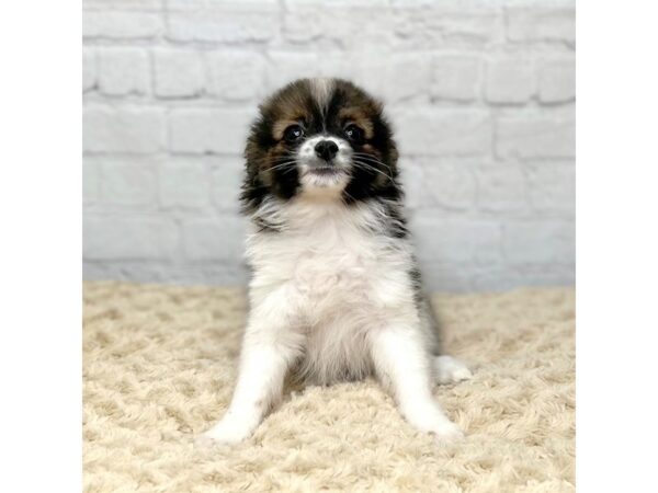 Pomeranian DOG Male Red Sable 15419 Petland Grove City & Columbus, Ohio