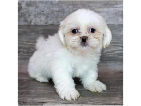 Shih Tzu DOG Female Cream / White 15435 Petland Grove City