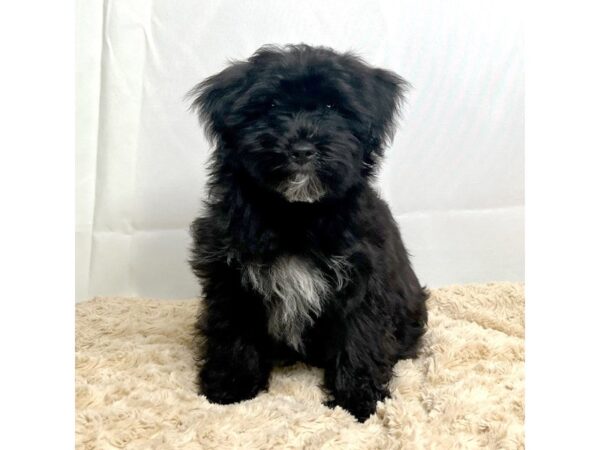 YorkieChon DOG Male 15428 Petland Grove City