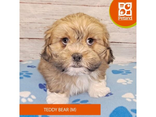 Teddy Bear-Dog-Male-Brown / White-15631-Petland Grove City & Columbus, Ohio